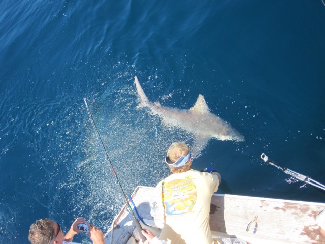 Fish Bomb team and friends caught a Tiger Shark!